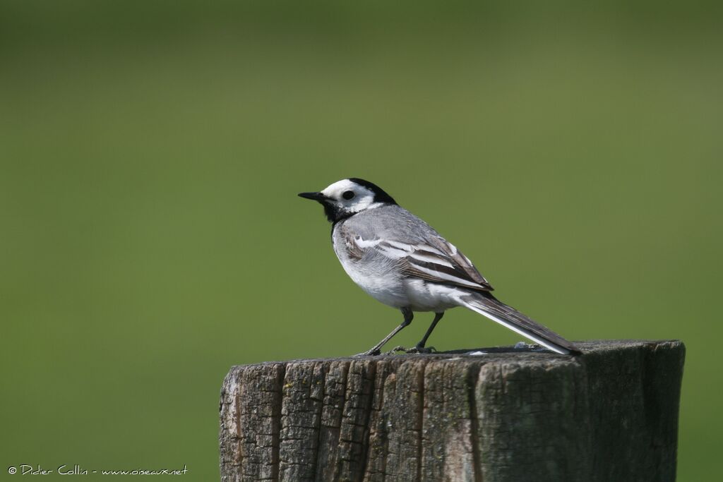 White Wagtailadult, identification