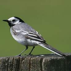 White Wagtail