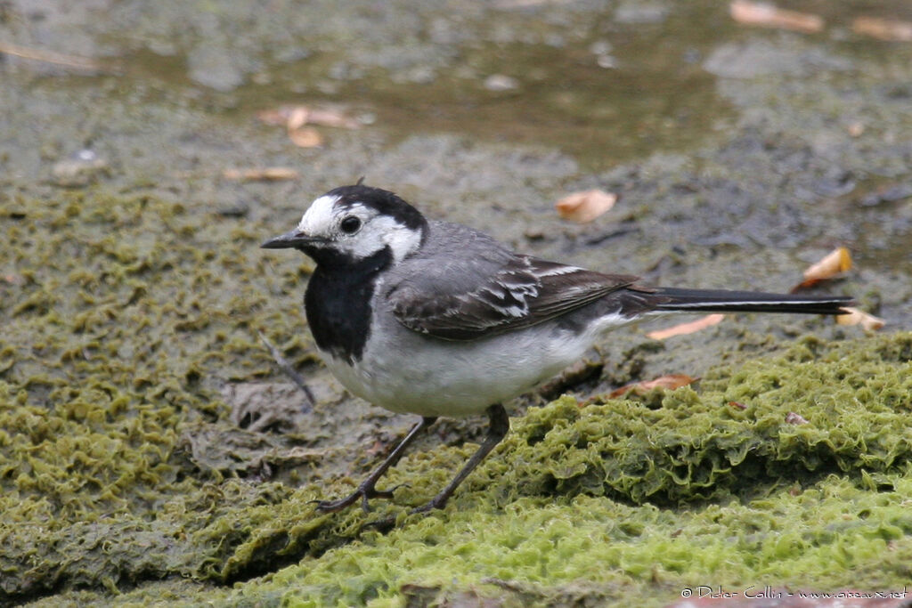 White Wagtail