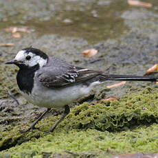 White Wagtail