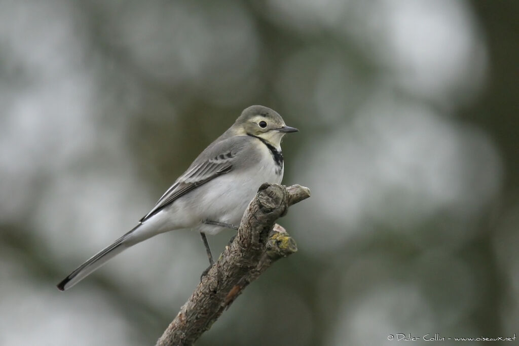 White Wagtail