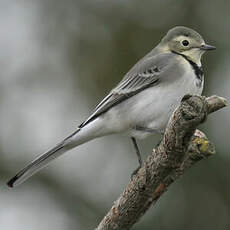 White Wagtail