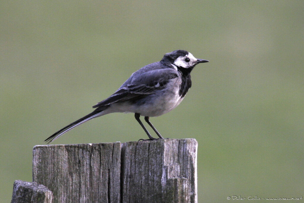 White Wagtail, identification