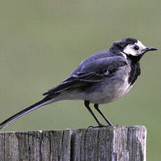 White Wagtail