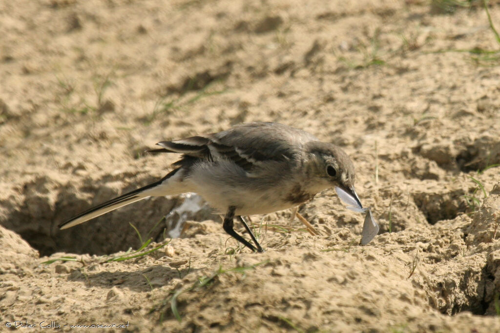 White Wagtail