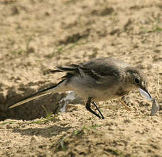 White Wagtail