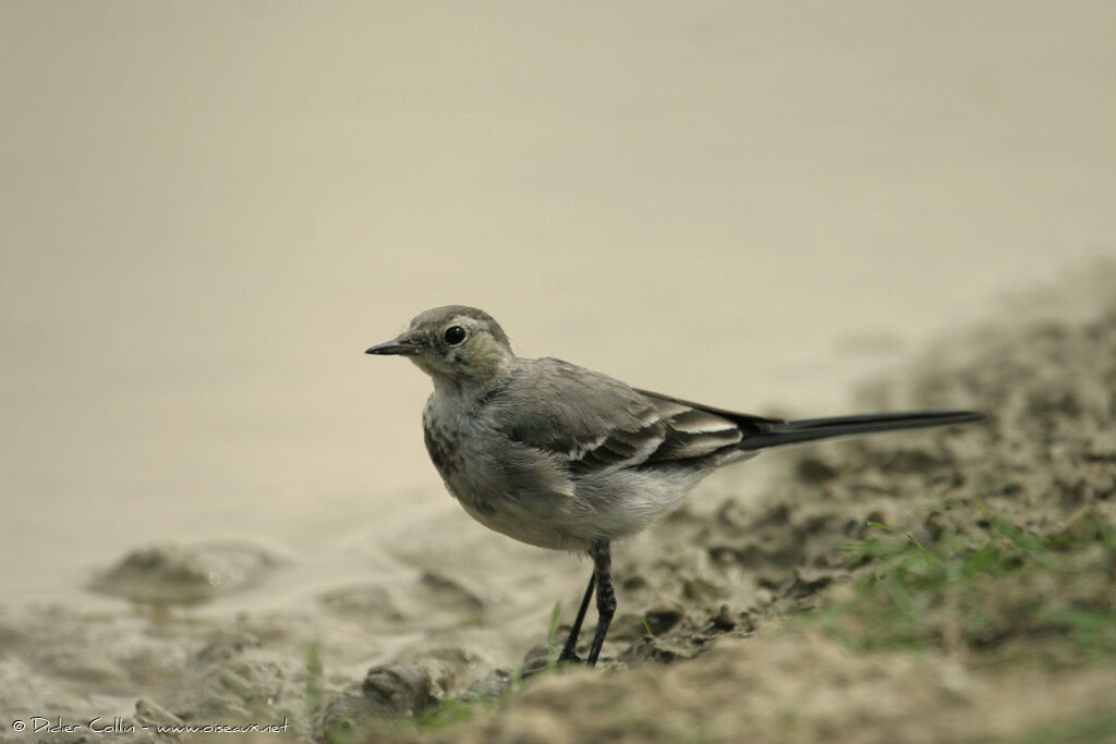 White Wagtail, identification