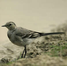 White Wagtail