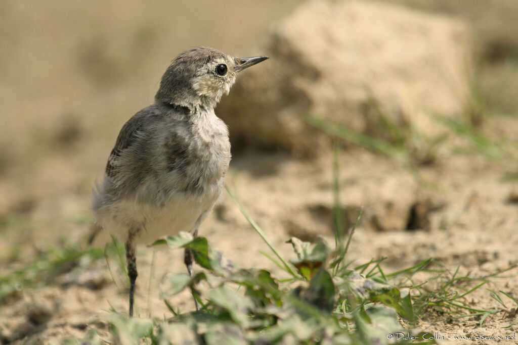 White Wagtail, identification