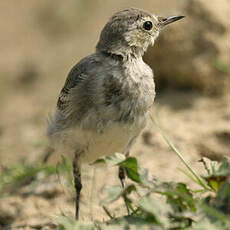 White Wagtail