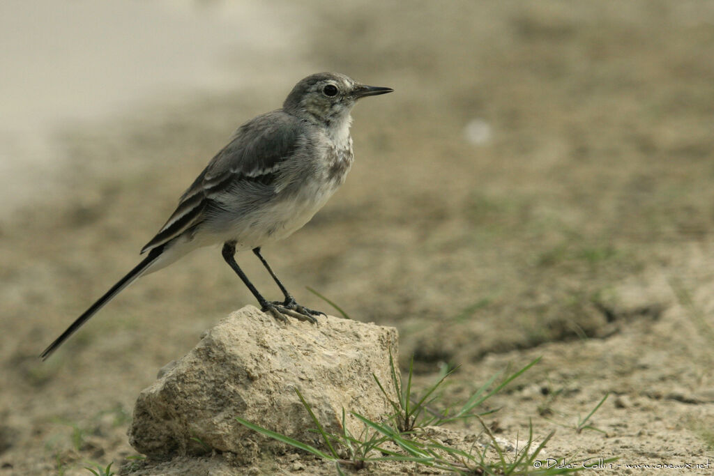 White Wagtail, identification