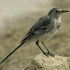 White Wagtail