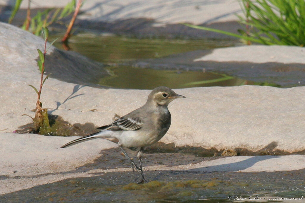 White Wagtail