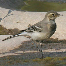 White Wagtail