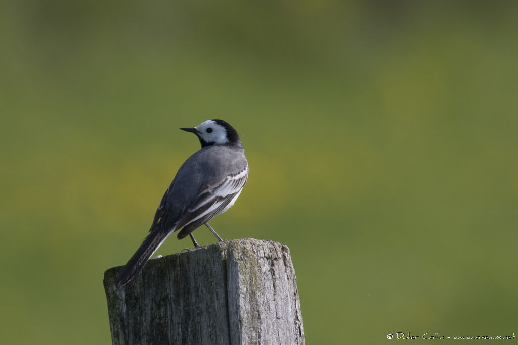 White Wagtailadult, identification