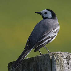 White Wagtail