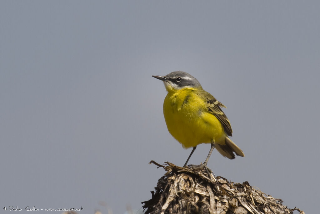 Western Yellow Wagtailadult, identification