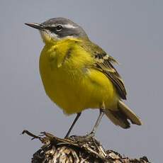 Western Yellow Wagtail