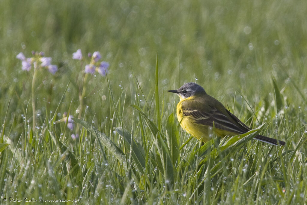 Western Yellow Wagtailadult