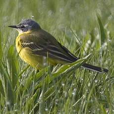 Western Yellow Wagtail