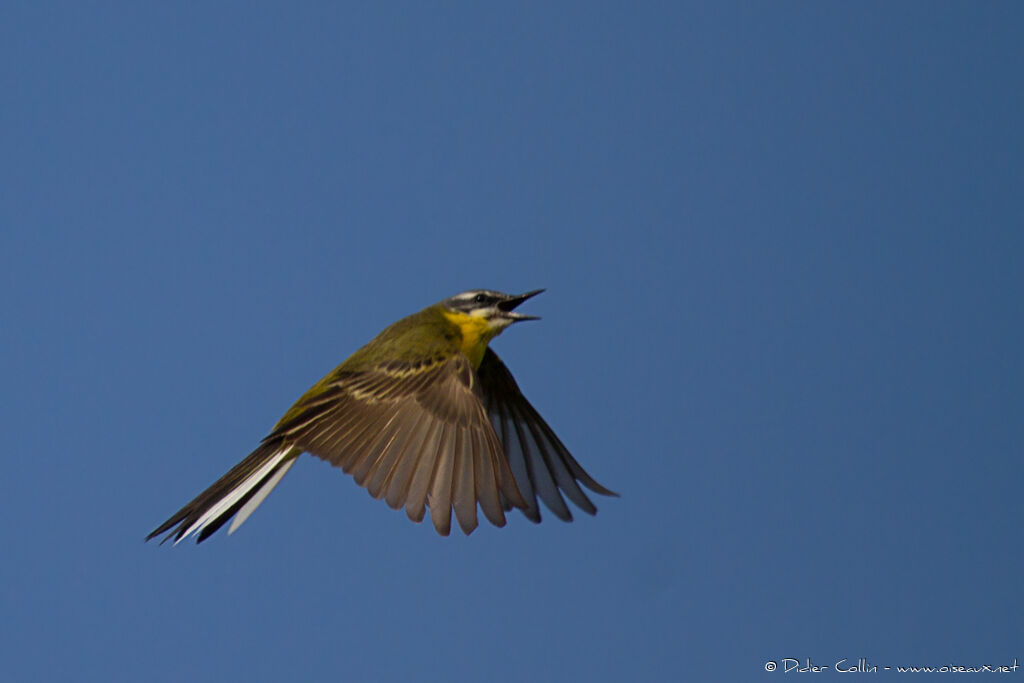 Western Yellow Wagtail