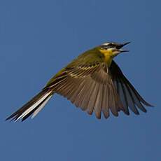 Western Yellow Wagtail