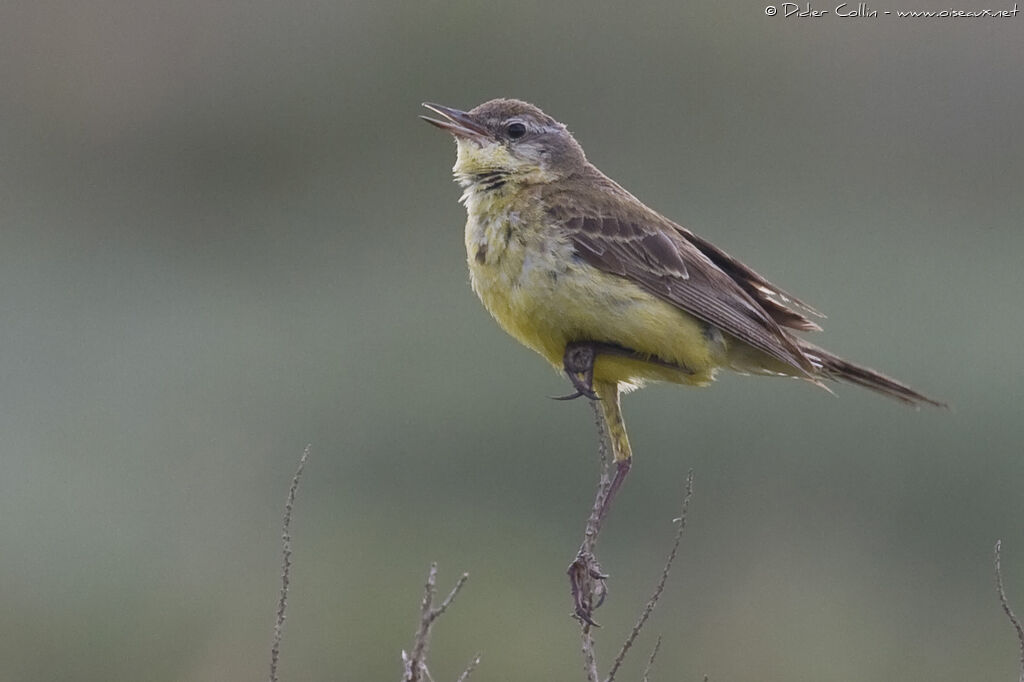 Western Yellow Wagtailadult, identification