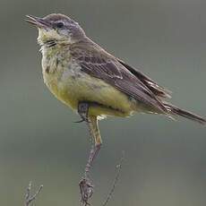 Western Yellow Wagtail