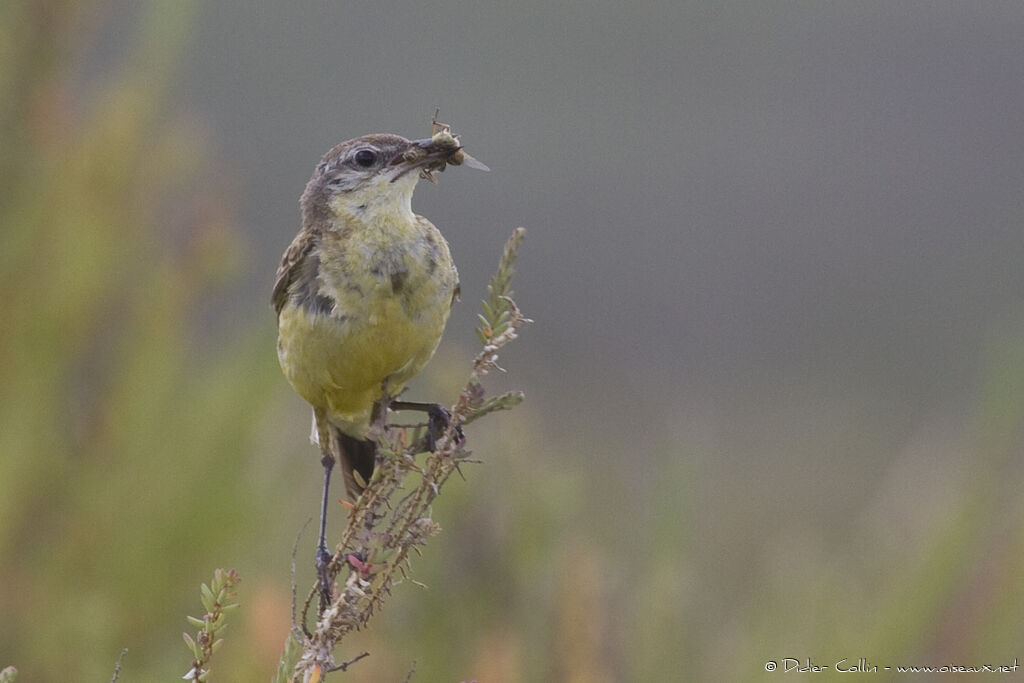 Western Yellow Wagtailadult, feeding habits