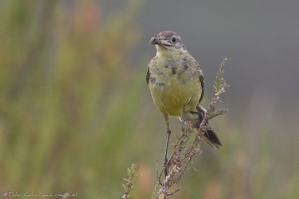 Western Yellow Wagtailadult