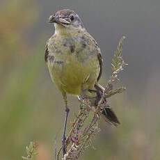 Western Yellow Wagtail