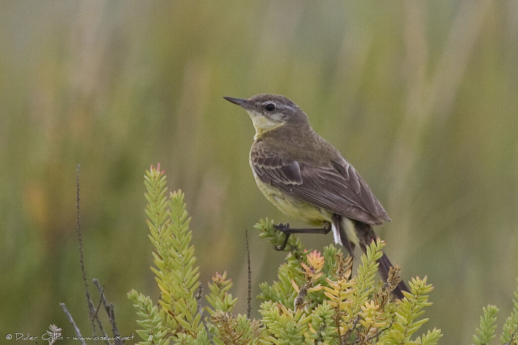 Western Yellow Wagtailadult