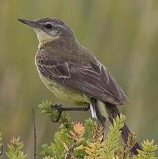 Western Yellow Wagtail