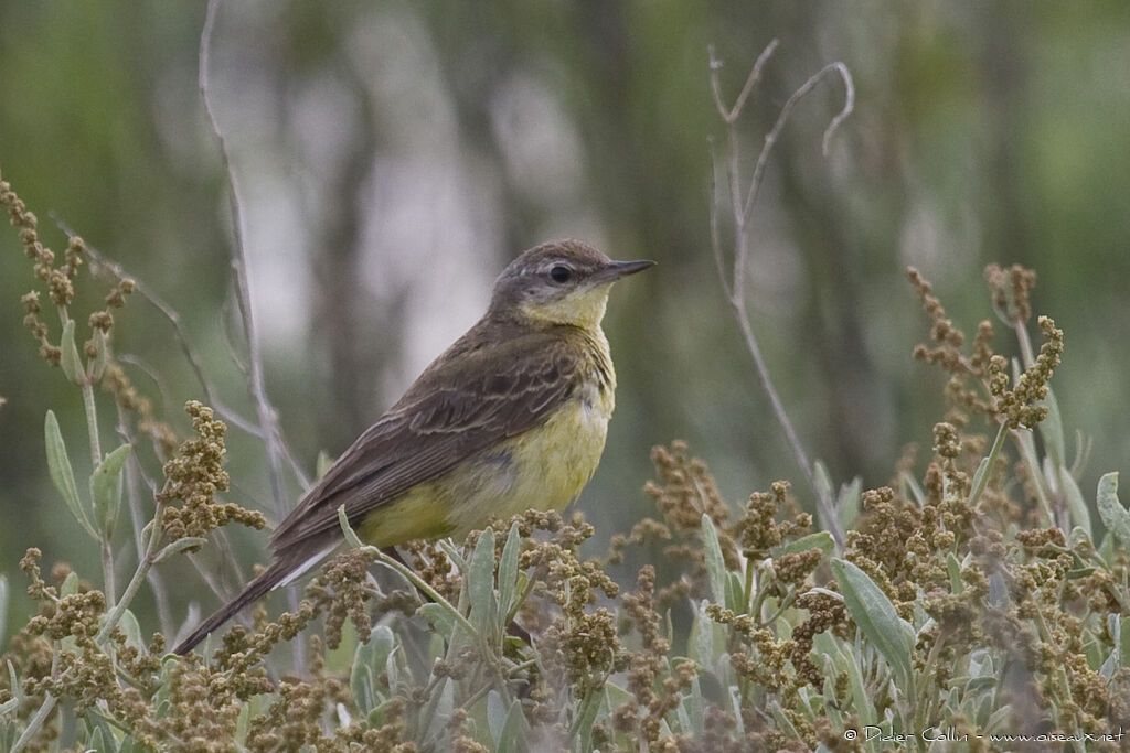 Western Yellow Wagtail