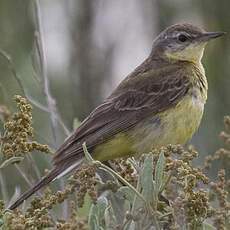 Western Yellow Wagtail