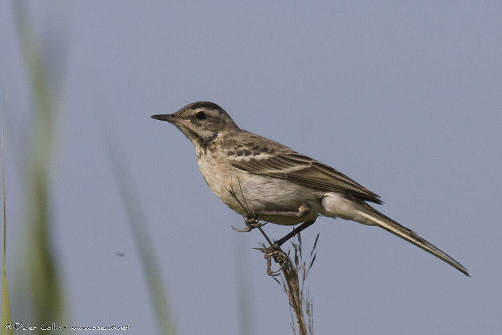 Western Yellow Wagtailjuvenile