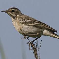 Western Yellow Wagtail