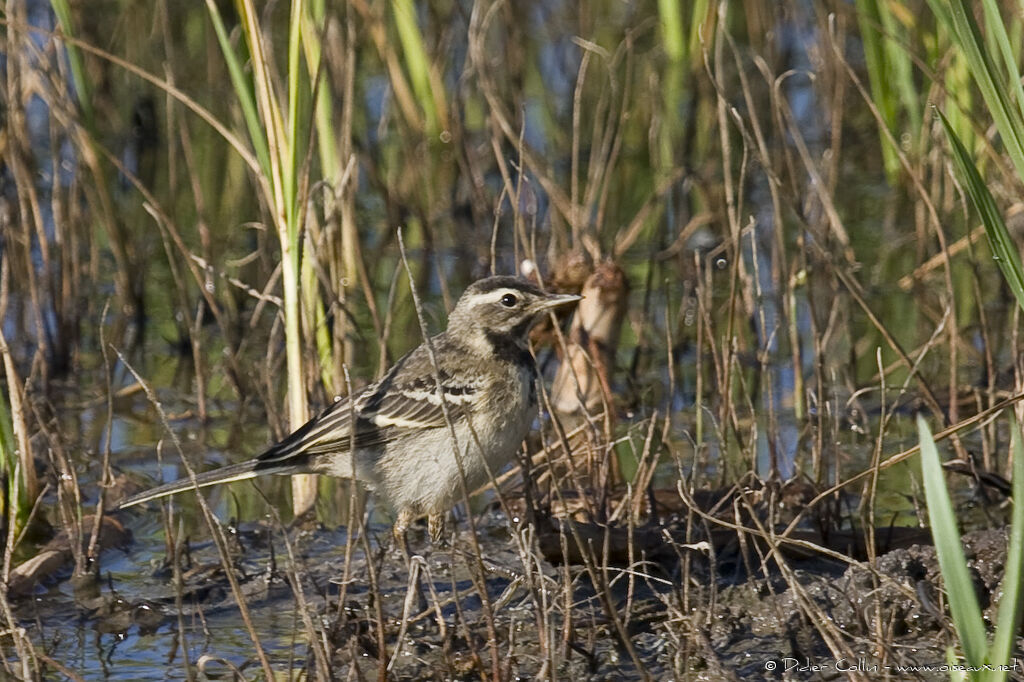 Western Yellow Wagtailjuvenile