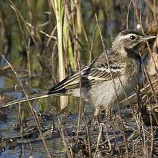 Western Yellow Wagtail