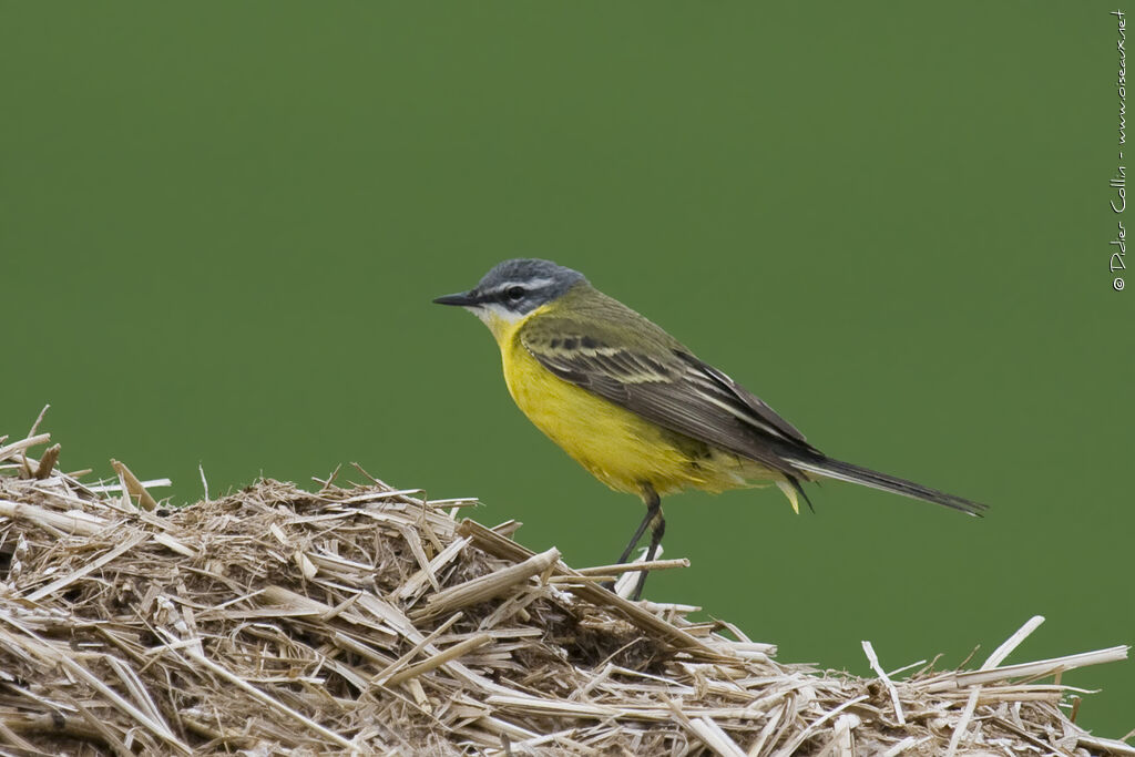 Western Yellow Wagtail, identification