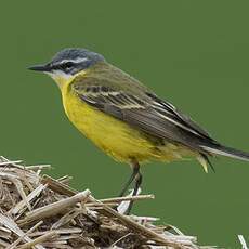 Western Yellow Wagtail