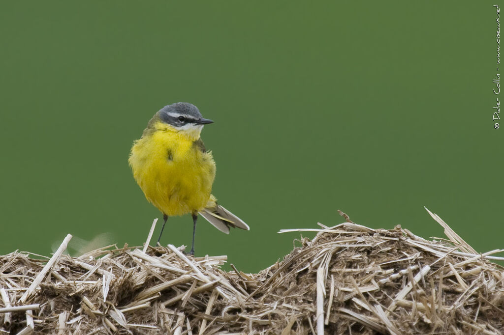 Western Yellow Wagtail, identification