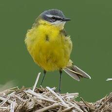 Western Yellow Wagtail