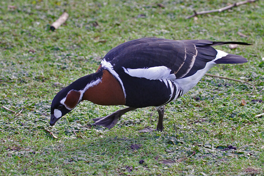 Red-breasted Goose