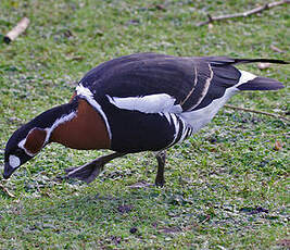 Red-breasted Goose