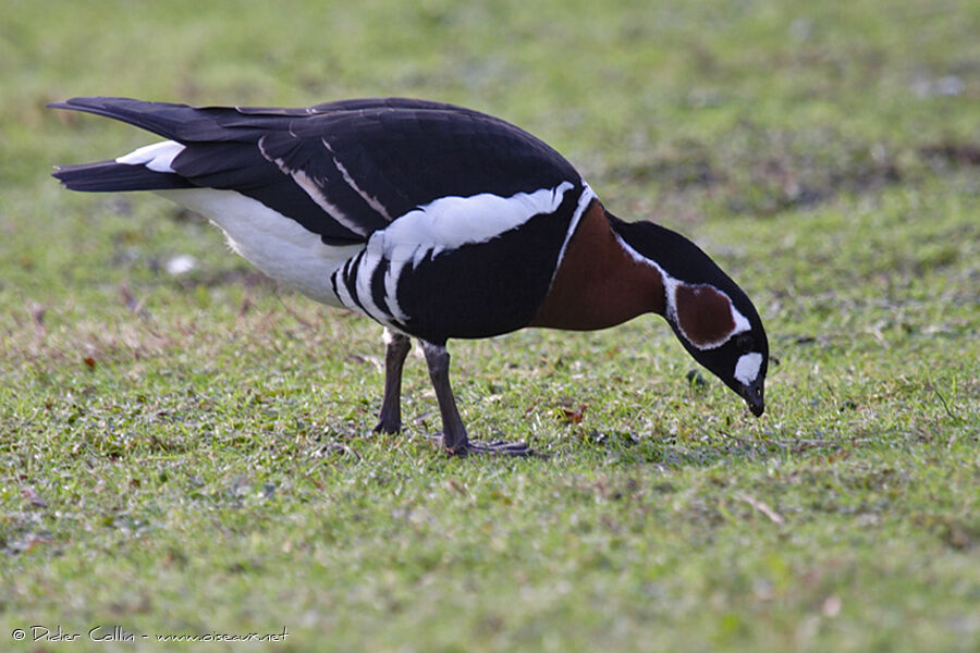 Red-breasted Goose