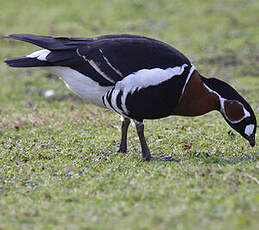 Red-breasted Goose