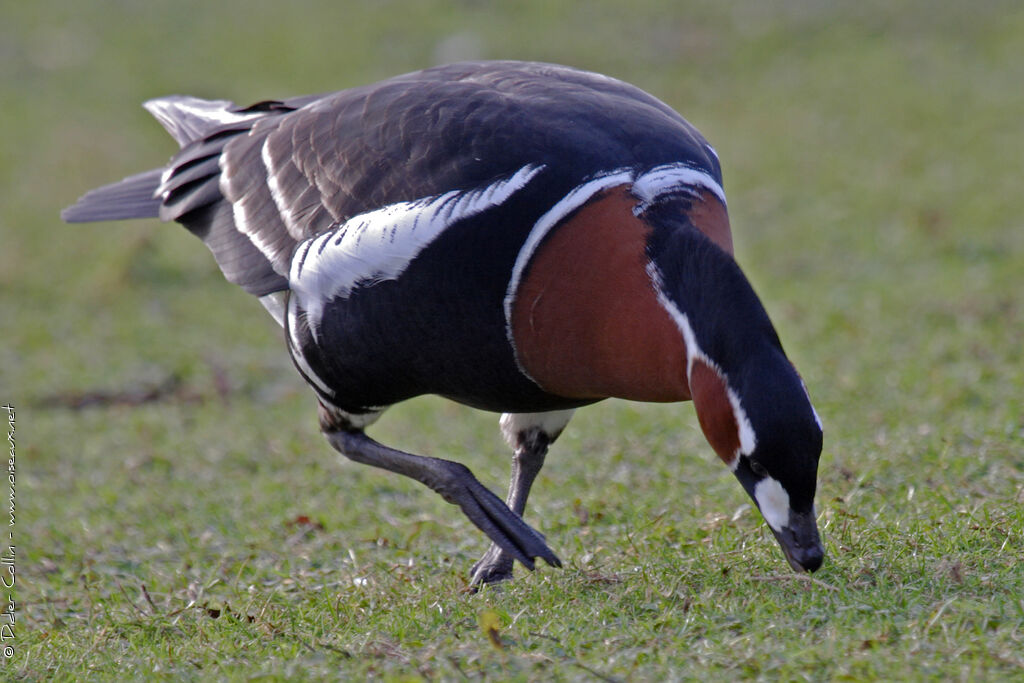 Red-breasted Goose