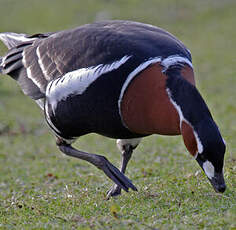 Red-breasted Goose