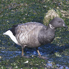 Brant Goose